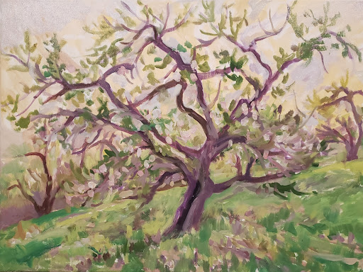 Old Apple Tree in Very Early Spring